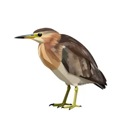 Least bittern