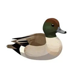 Lesser scaup