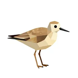 Lesser yellowlegs