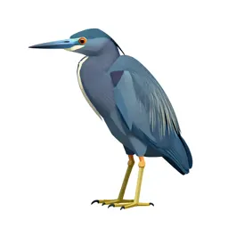 Little blue heron