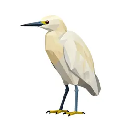 Little egret