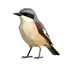 Loggerhead shrike