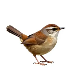 Long-billed marsh wren