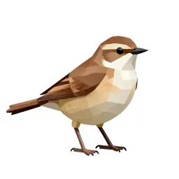 Meadow pipit