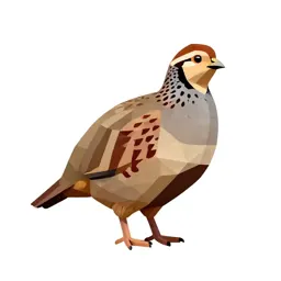 Migratory quail