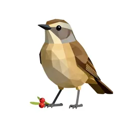 Missel thrush