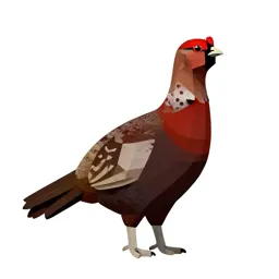 Moorcock