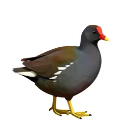 Moorhen