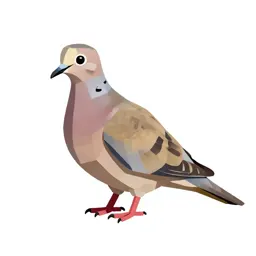 Mourning dove