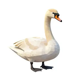 Mute swan