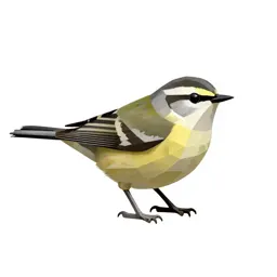 Myrtle warbler