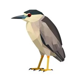 Night heron