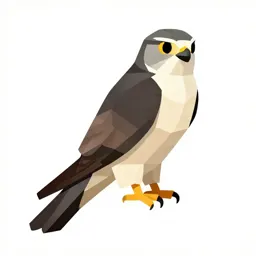 Nighthawk