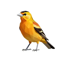 Northern oriole
