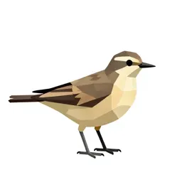 Northern phalarope