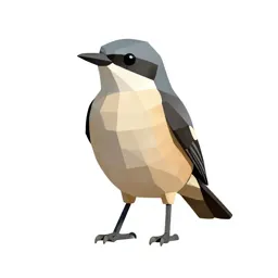 Northern shrike