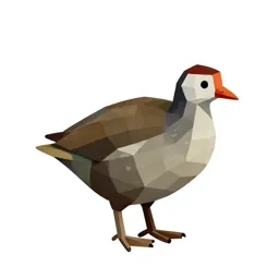 Notornis