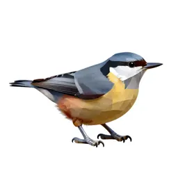 Nuthatch