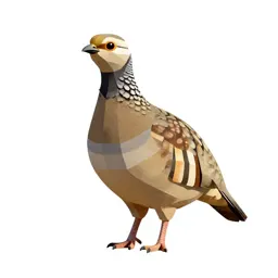 Painted sandgrouse