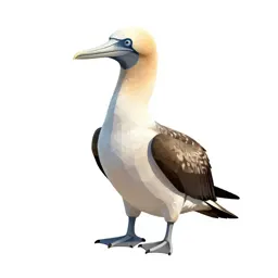 Pelecaniform seabird