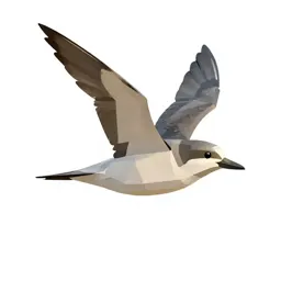 Petrel
