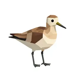 Phalarope