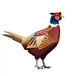 Pheasant