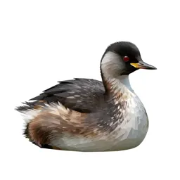 Pied-billed grebe