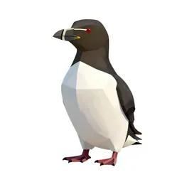 Pigeon guillemot