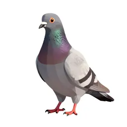 Pigeon