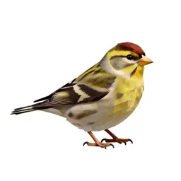 Pine siskin