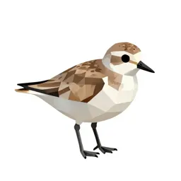 Piping plover