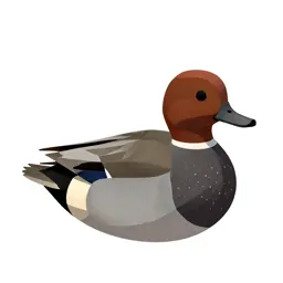 Pochard