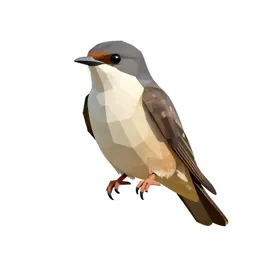 Poorwill