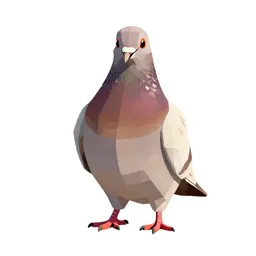 Pouter pigeon