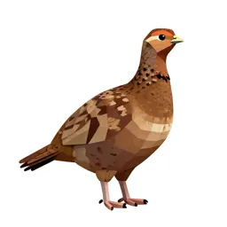 Prairie chicken