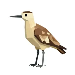 Pratincole