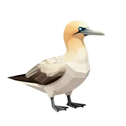 Procellariiform seabird