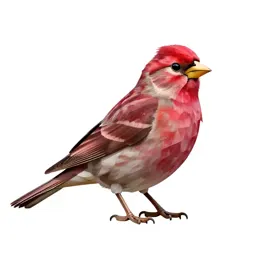 Purple finch