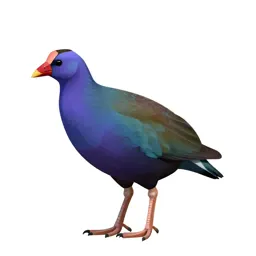 Purple gallinule