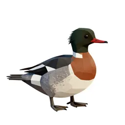 Red-breasted merganser