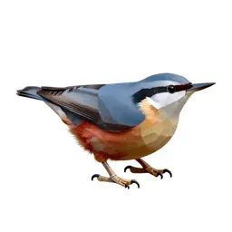 Red-breasted nuthatch