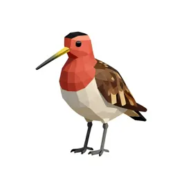 Red-breasted snipe