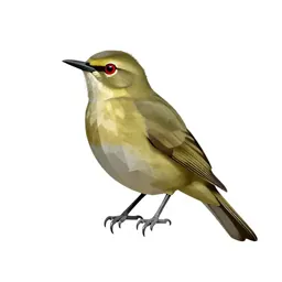 Red-eyed vireo