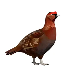 Red grouse
