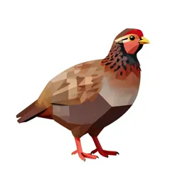 Red-legged partridge