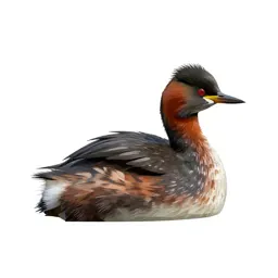 Red-necked grebe