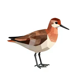 Red phalarope