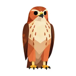 Red-shouldered hawk
