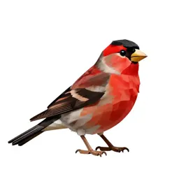 Red siskin